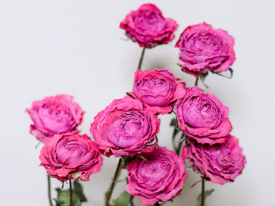 鮮やかなドライフラワーを作ってみよう