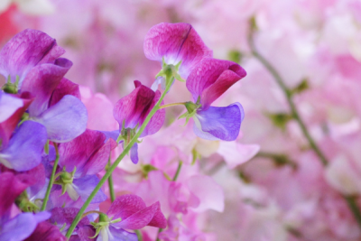 色褪せやすいお花