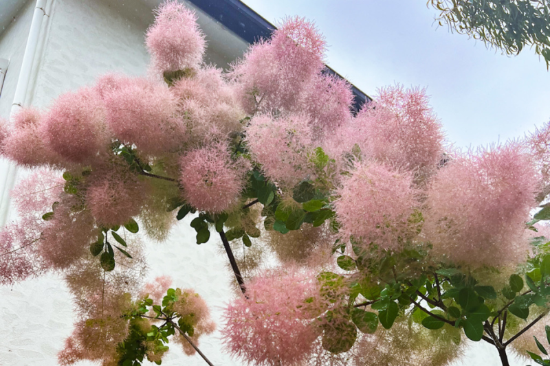 スモークツリーの失敗しない楽しみ方 - ドライフラワーTips - ドライマニア